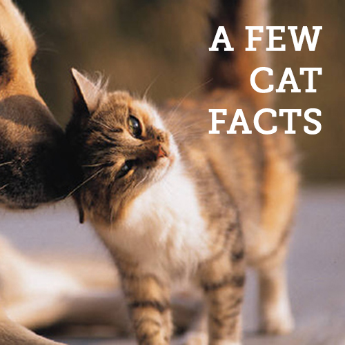 odd facts about cats