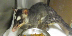 opossum, arthur